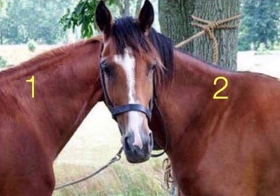 desafio do cavalo