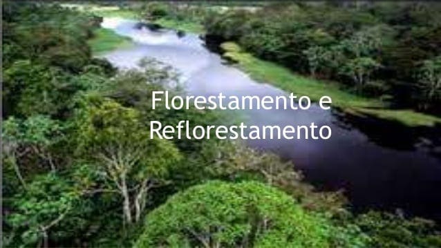 florestamento florestamento