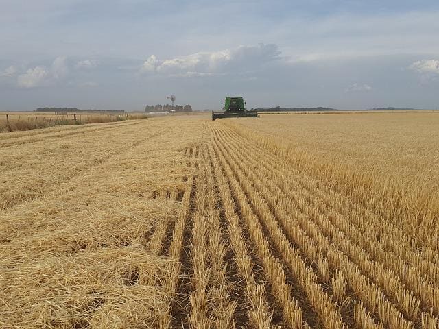 ,Comércio exterior, exportações, agronegócio, agricultura, economia, , Brasil, Egito, comércio bilateral ,produtos agropecuários, Ministério da Agricultura, Agricultura, importação, exportação,