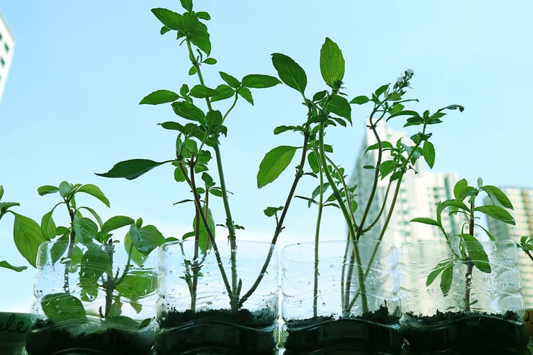 Como fazer horta suspensa com garrafa pet - Reprodução Freepik