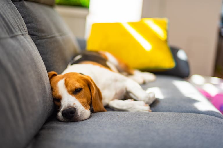 Como tirar pelos de animais do sofá – Reprodução Canva Como tirar pelos de animais do sofá - Reprodução Canva