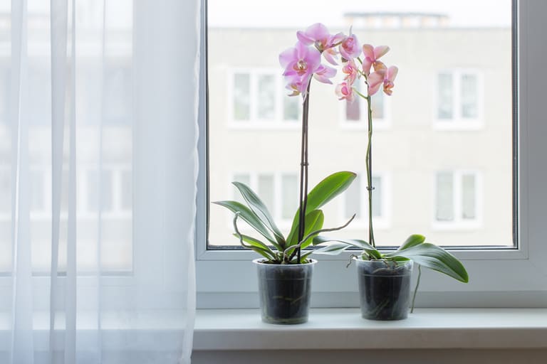Como escolher flores para decorar a casa - Reprodução Canva