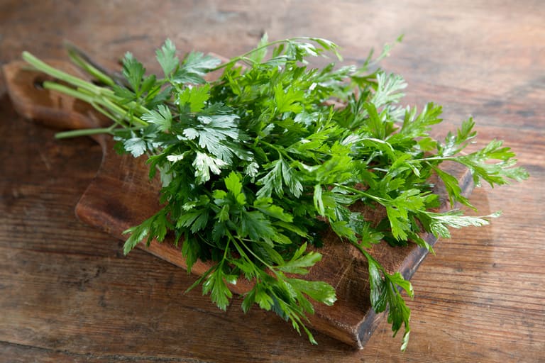 Como plantar cheiro verde em casa – Reprodução Canva Como plantar cheiro verde em casa - Reprodução Canva