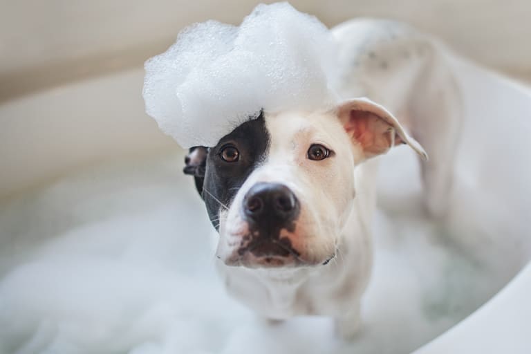 Dicas de como manter seu pet sempre cheiroso – Reprodução Canva Dicas de como manter seu pet sempre cheiroso - Reprodução Canva