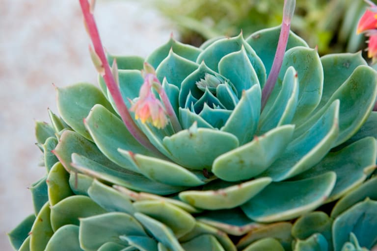 5 tipos de suculentas para ter em casa -- Reprodução Canva