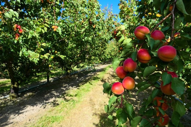 árvores frutíferas