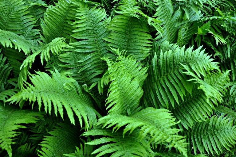 Samambaia: truques especiais para cuidar dessa planta encantadora!