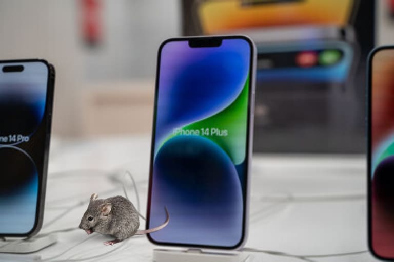 Foi um ratinho? iPhone 14 Plus é ROUBADO de loja após cabo “roído”