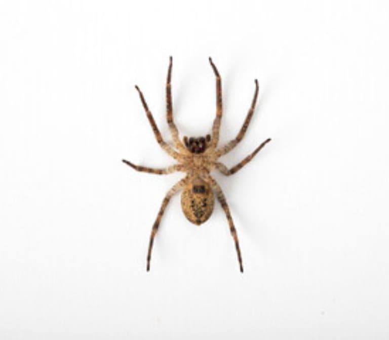 Sonhar com aranhas