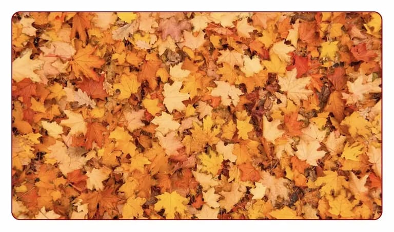 Imagem do desafio visual mostrando um fundo de folhas de outono nas cores amarela e laranja.
